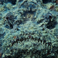 Рыба-камень (бородавчатка) - самая ядовитая рыба в мире