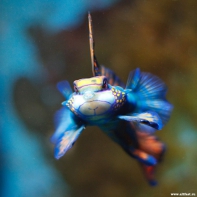 Мандаринка — самая разноцветная и ярко окрашенная рыбка