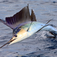 Парусник – самая быстроплавающая рыба