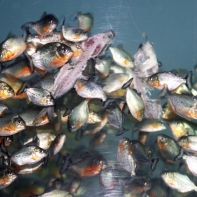 Красная пиранья – самая кровожадная рыба