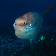 9.	Мола-мола (рыба-луна) – самая неповоротливая рыба