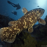Латиметрия (целакант) – самая древняя рыба
