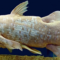 Латиметрия (целакант) – самая древняя рыба