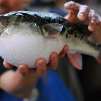 Фугу (рыба-шар, иглобрюх ) – самый опасный деликатес