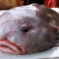 Рыба-капля – самая уродливая рыба в мире