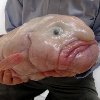 Рыба-капля – самая уродливая рыба в мире